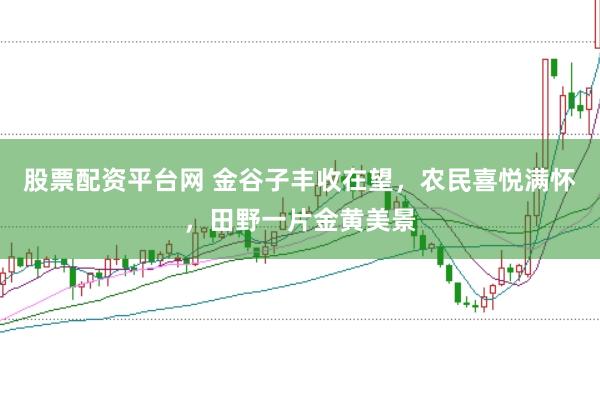 股票配资平台网 金谷子丰收在望，农民喜悦满怀，田野一片金黄美景